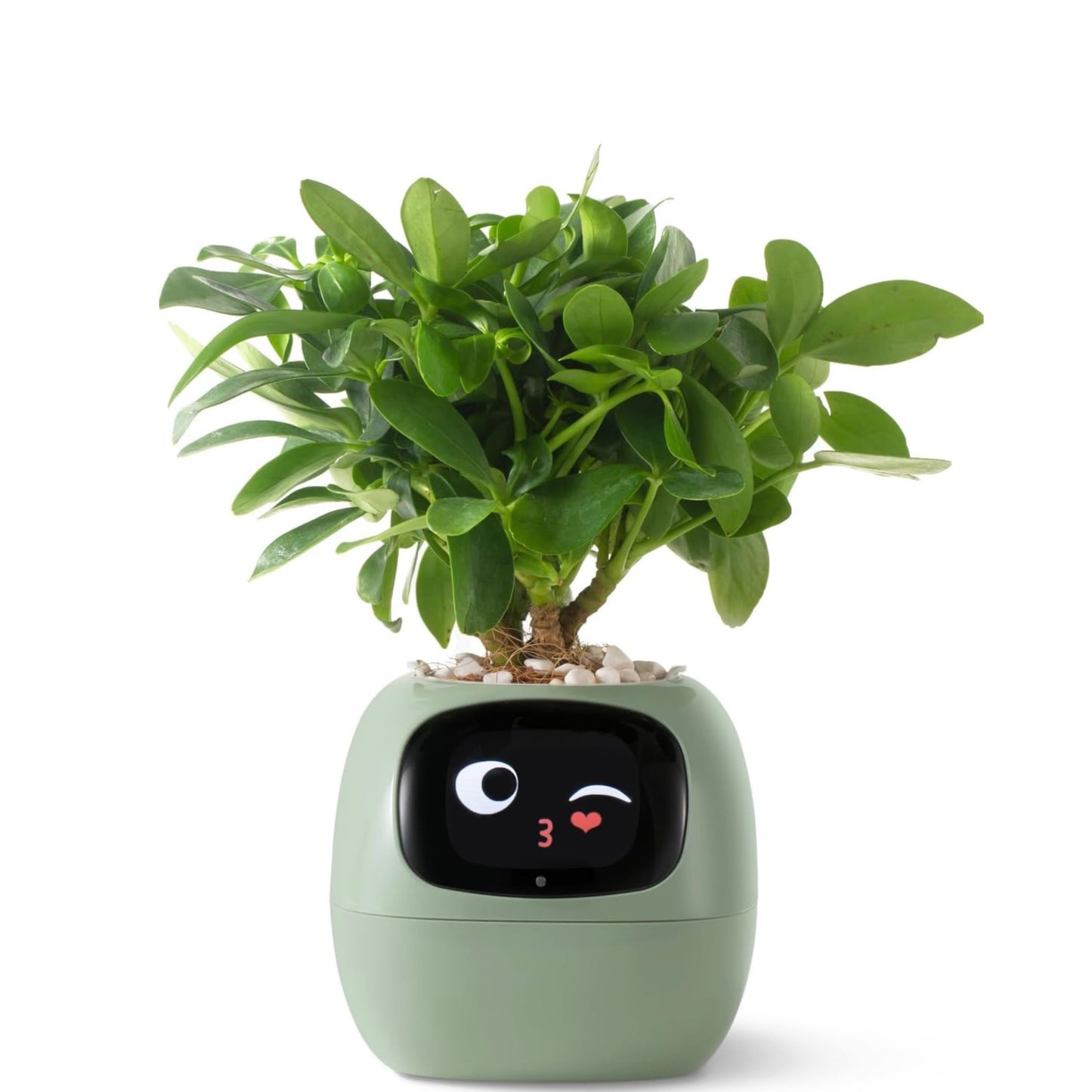 Tuya Ivy Smart Planter
