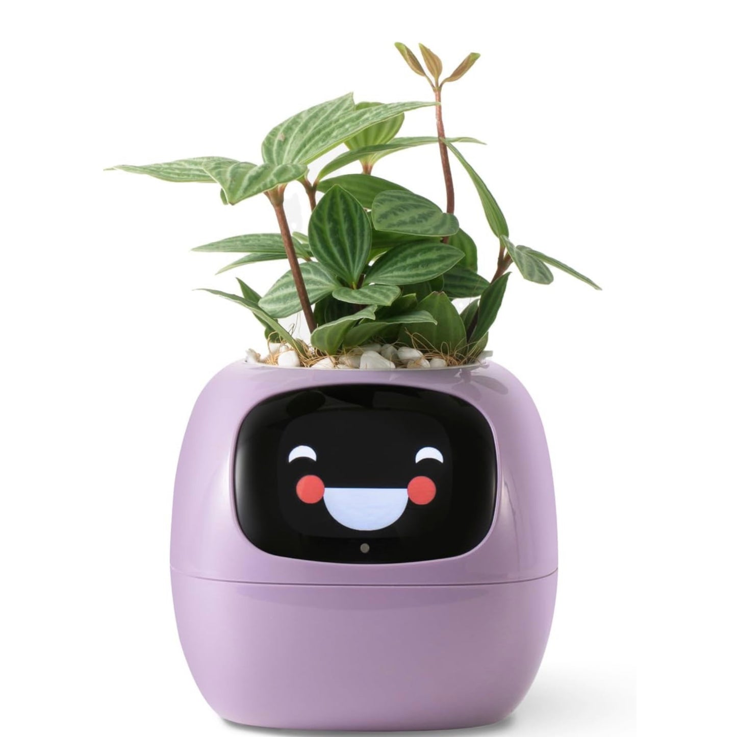Tuya Ivy Smart Planter